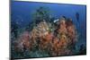 Cardinalfish Surround a Beautiful Set of Soft Corals in Indonesia-Stocktrek Images-Mounted Photographic Print