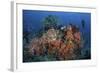 Cardinalfish Surround a Beautiful Set of Soft Corals in Indonesia-Stocktrek Images-Framed Photographic Print