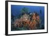 Cardinalfish Surround a Beautiful Set of Soft Corals in Indonesia-Stocktrek Images-Framed Photographic Print