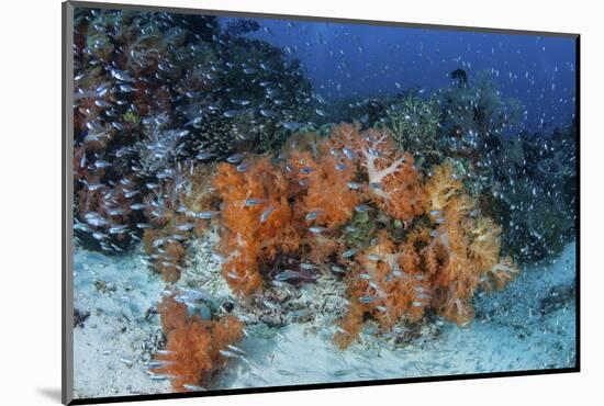 Cardinalfish Surround a Beautiful Set of Soft Corals in Indonesia-Stocktrek Images-Mounted Photographic Print