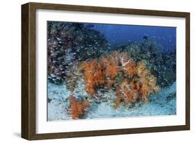 Cardinalfish Surround a Beautiful Set of Soft Corals in Indonesia-Stocktrek Images-Framed Photographic Print