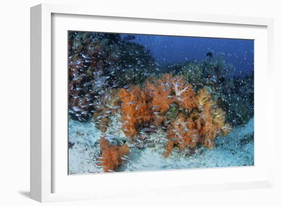 Cardinalfish Surround a Beautiful Set of Soft Corals in Indonesia-Stocktrek Images-Framed Photographic Print