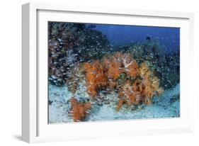 Cardinalfish Surround a Beautiful Set of Soft Corals in Indonesia-Stocktrek Images-Framed Photographic Print