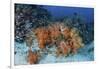 Cardinalfish Surround a Beautiful Set of Soft Corals in Indonesia-Stocktrek Images-Framed Photographic Print