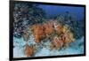 Cardinalfish Surround a Beautiful Set of Soft Corals in Indonesia-Stocktrek Images-Framed Photographic Print