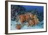 Cardinalfish Surround a Beautiful Set of Soft Corals in Indonesia-Stocktrek Images-Framed Photographic Print