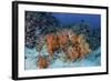 Cardinalfish Surround a Beautiful Set of Soft Corals in Indonesia-Stocktrek Images-Framed Photographic Print