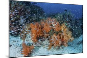 Cardinalfish Surround a Beautiful Set of Soft Corals in Indonesia-Stocktrek Images-Mounted Photographic Print