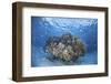 Cardinalfish Surround a Coral Bommie in a Shallow Lagoon-Stocktrek Images-Framed Photographic Print