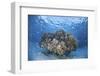 Cardinalfish Surround a Coral Bommie in a Shallow Lagoon-Stocktrek Images-Framed Photographic Print