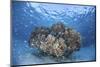 Cardinalfish Surround a Coral Bommie in a Shallow Lagoon-Stocktrek Images-Mounted Photographic Print