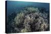 Cardinalfish Swimming Above Soft Corals in Komodo National Park, Indonesia-Stocktrek Images-Stretched Canvas