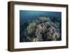 Cardinalfish Swimming Above Soft Corals in Komodo National Park, Indonesia-Stocktrek Images-Framed Photographic Print