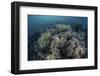 Cardinalfish Swimming Above Soft Corals in Komodo National Park, Indonesia-Stocktrek Images-Framed Photographic Print