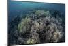 Cardinalfish Swimming Above Soft Corals in Komodo National Park, Indonesia-Stocktrek Images-Mounted Photographic Print