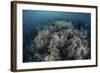 Cardinalfish Swimming Above Soft Corals in Komodo National Park, Indonesia-Stocktrek Images-Framed Photographic Print