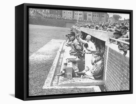 Cardinals Jeering and Waving from their Dugout to the Cubs During a Game-null-Framed Stretched Canvas