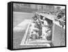 Cardinals Jeering and Waving from their Dugout to the Cubs During a Game-null-Framed Stretched Canvas