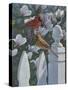 Cardinals Magnolias-Jeffrey Hoff-Stretched Canvas