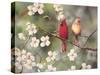 Cardinals-Sarah Davis-Stretched Canvas