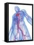 Cardiovascular System, Artwork-SCIEPRO-Framed Stretched Canvas