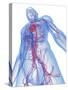 Cardiovascular System, Artwork-SCIEPRO-Stretched Canvas