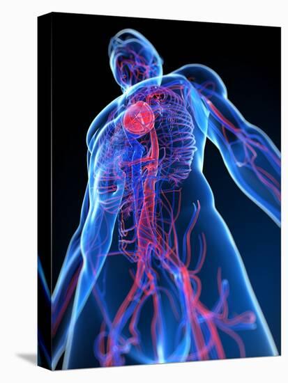 Cardiovascular System, Artwork-SCIEPRO-Stretched Canvas