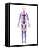 Cardiovascular System, Artwork-SCIEPRO-Framed Stretched Canvas