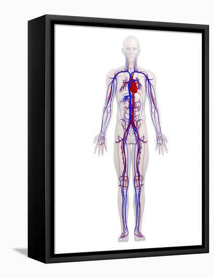 Cardiovascular System, Artwork-SCIEPRO-Framed Stretched Canvas