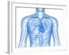 Cardiovascular System, Artwork-SCIEPRO-Framed Photographic Print