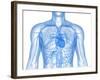 Cardiovascular System, Artwork-SCIEPRO-Framed Photographic Print