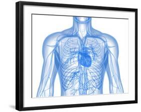 Cardiovascular System, Artwork-SCIEPRO-Framed Photographic Print