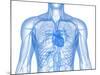 Cardiovascular System, Artwork-SCIEPRO-Mounted Photographic Print