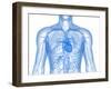 Cardiovascular System, Artwork-SCIEPRO-Framed Photographic Print