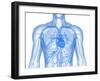 Cardiovascular System, Artwork-SCIEPRO-Framed Photographic Print