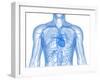 Cardiovascular System, Artwork-SCIEPRO-Framed Photographic Print