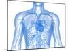 Cardiovascular System, Artwork-SCIEPRO-Mounted Photographic Print