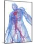 Cardiovascular System, Artwork-SCIEPRO-Mounted Photographic Print