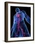 Cardiovascular System, Artwork-SCIEPRO-Framed Photographic Print