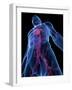 Cardiovascular System, Artwork-SCIEPRO-Framed Photographic Print