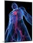 Cardiovascular System, Artwork-SCIEPRO-Mounted Photographic Print