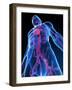 Cardiovascular System, Artwork-SCIEPRO-Framed Photographic Print