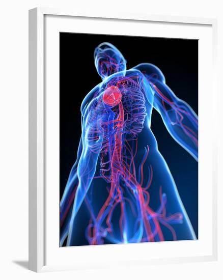 Cardiovascular System, Artwork-SCIEPRO-Framed Photographic Print