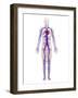 Cardiovascular System, Artwork-SCIEPRO-Framed Photographic Print