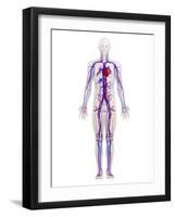 Cardiovascular System, Artwork-SCIEPRO-Framed Photographic Print