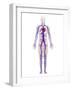 Cardiovascular System, Artwork-SCIEPRO-Framed Photographic Print