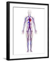 Cardiovascular System, Artwork-SCIEPRO-Framed Photographic Print