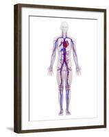 Cardiovascular System, Artwork-SCIEPRO-Framed Photographic Print