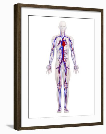 Cardiovascular System, Artwork-SCIEPRO-Framed Photographic Print