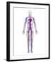 Cardiovascular System, Artwork-SCIEPRO-Framed Photographic Print